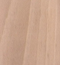 European Beech